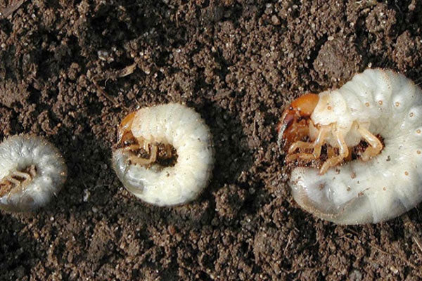 Chafer Resistant Lawn Seed Mix with Micro Clover | 2KG