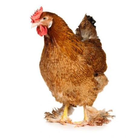 Chicken and poultry category icon