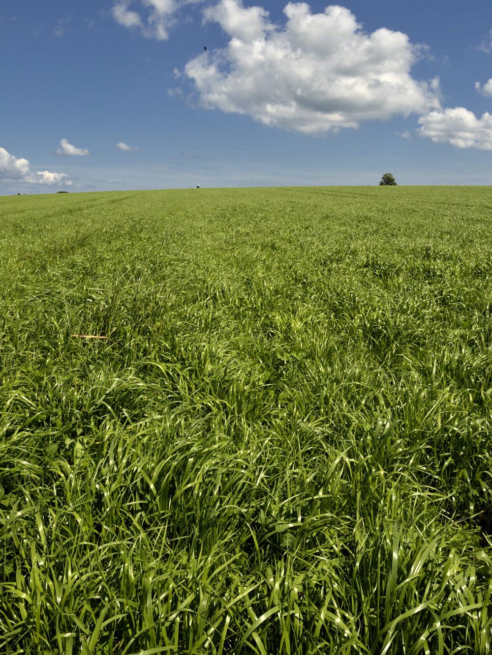 BY Impactor Timothy Seed | High-Yielding Medium Maturity | Winter Hardy | 22.7 kg (50 lb)