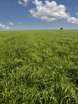 BY Impactor Timothy Seed | High-Yielding Medium Maturity | Winter Hardy | 22.7 kg (50 lb)