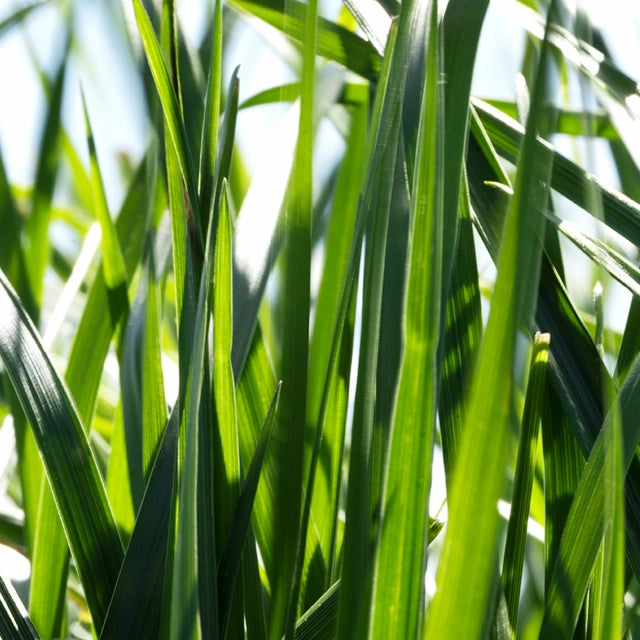 Mahulena Festulolium Grass Seed 50lbs | Late Maturity | High Yield | DLF