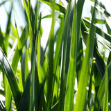 Mahulena Festulolium Grass Seed 50lbs | Late Maturity | High Yield | DLF