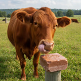 Gold 120 Selenium Salt Block | Trace Minerals for Cattle - 20 Kg | Canadian Agri Blend