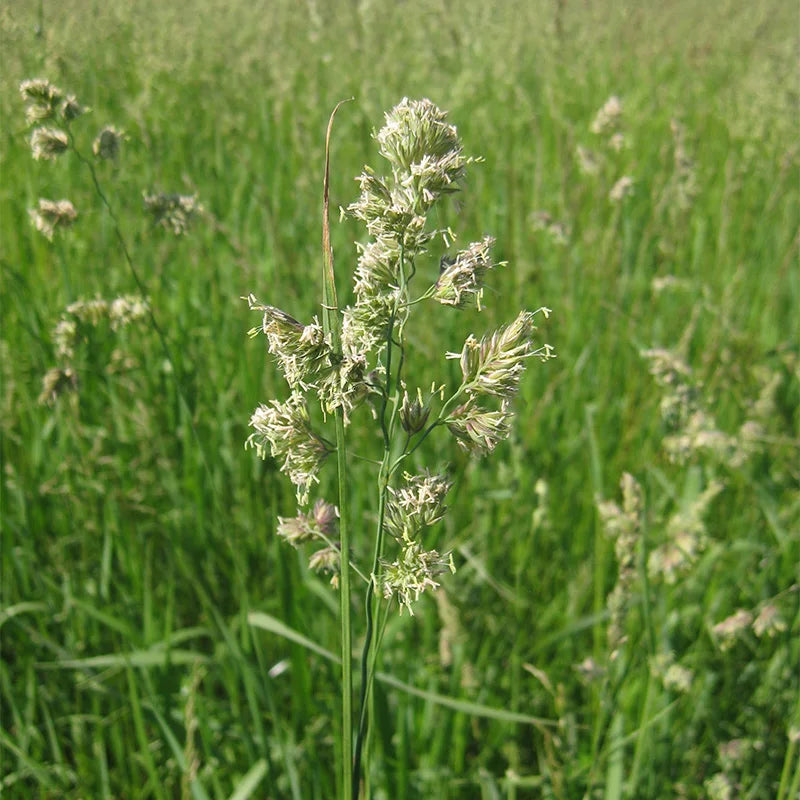 DLF Echelon Orchardgrass Seed - Late Maturity Winter Hardy | Multi-Cut | 22.7 kg (50 lb)