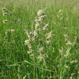 DLF Echelon Orchardgrass Seed - Late Maturity Winter Hardy | Multi-Cut | 22.7 kg (50 lb)