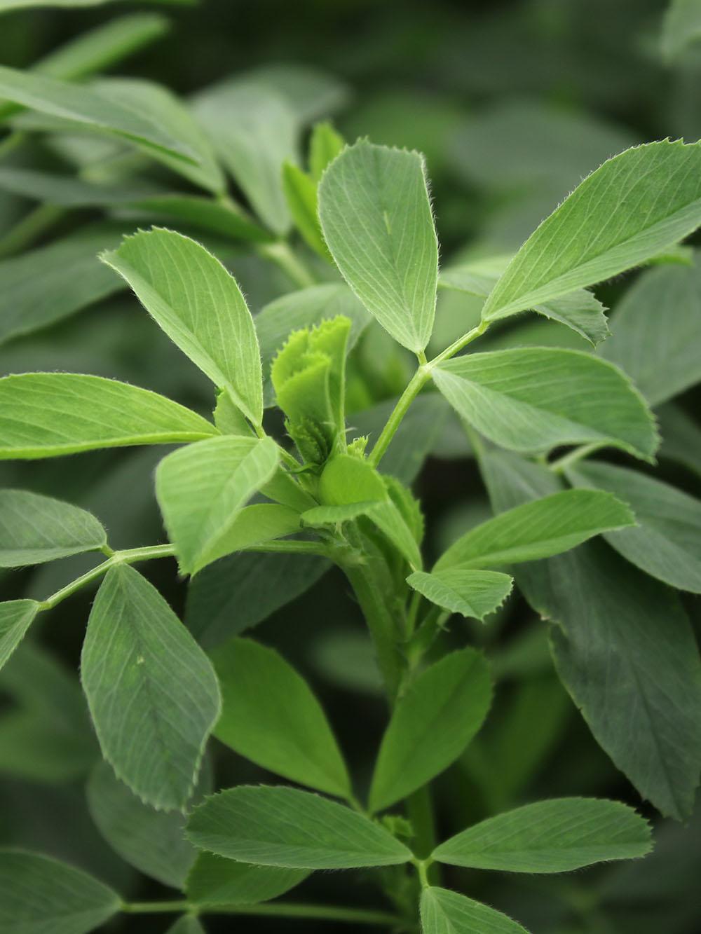 DLF XL Creeping Rooted Alfalfa Seed 55lbs | Premium Multi-Cut | High Yield