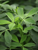 DLF XL Creeping Rooted Alfalfa Seed | Premium Multi-Cut | 25 kg (55 lbs)