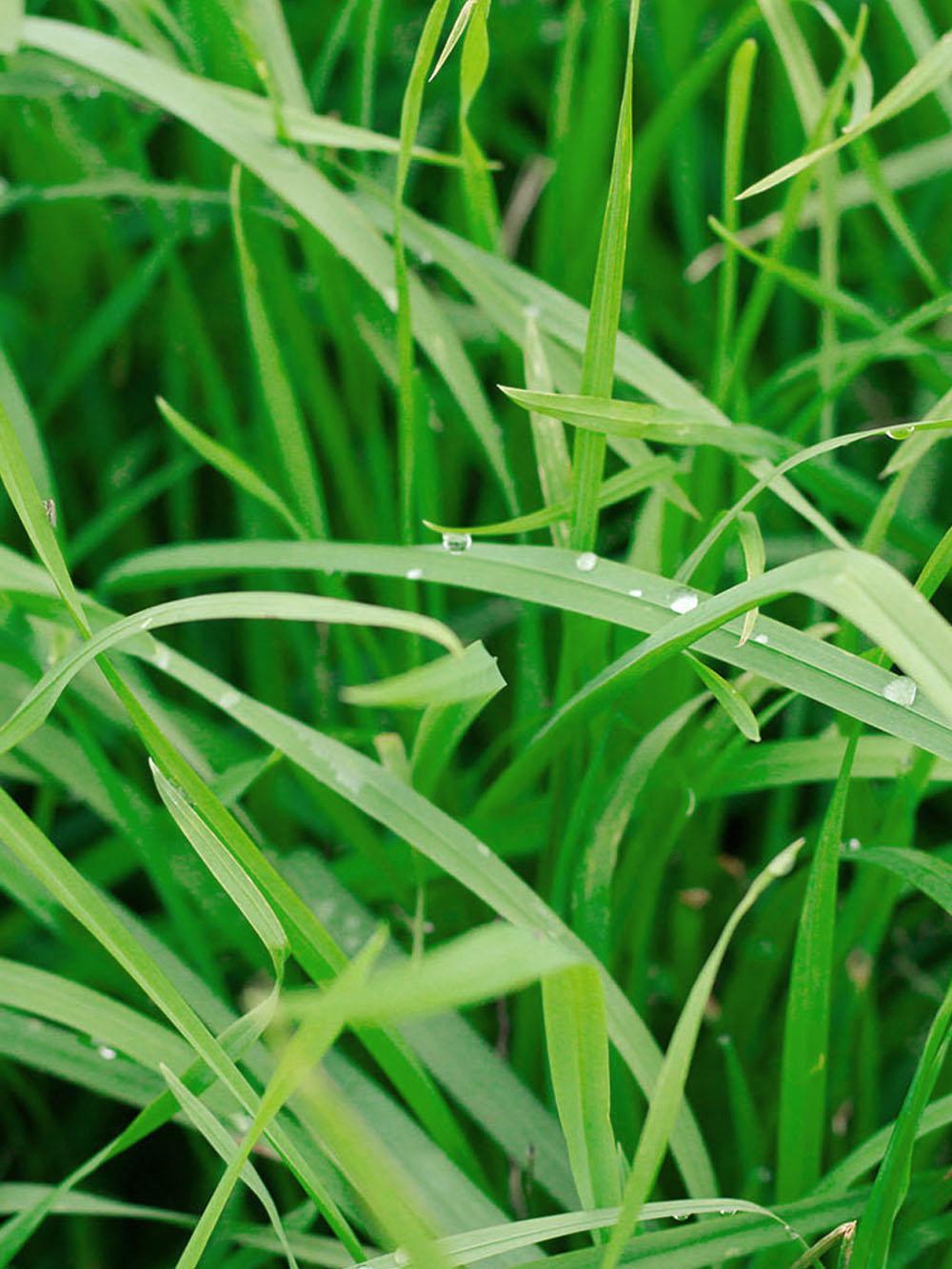 DLF Captur Orchardgrass Seed | Late-Maturing Multi-Cut Premium Forage | 25 KG Bag