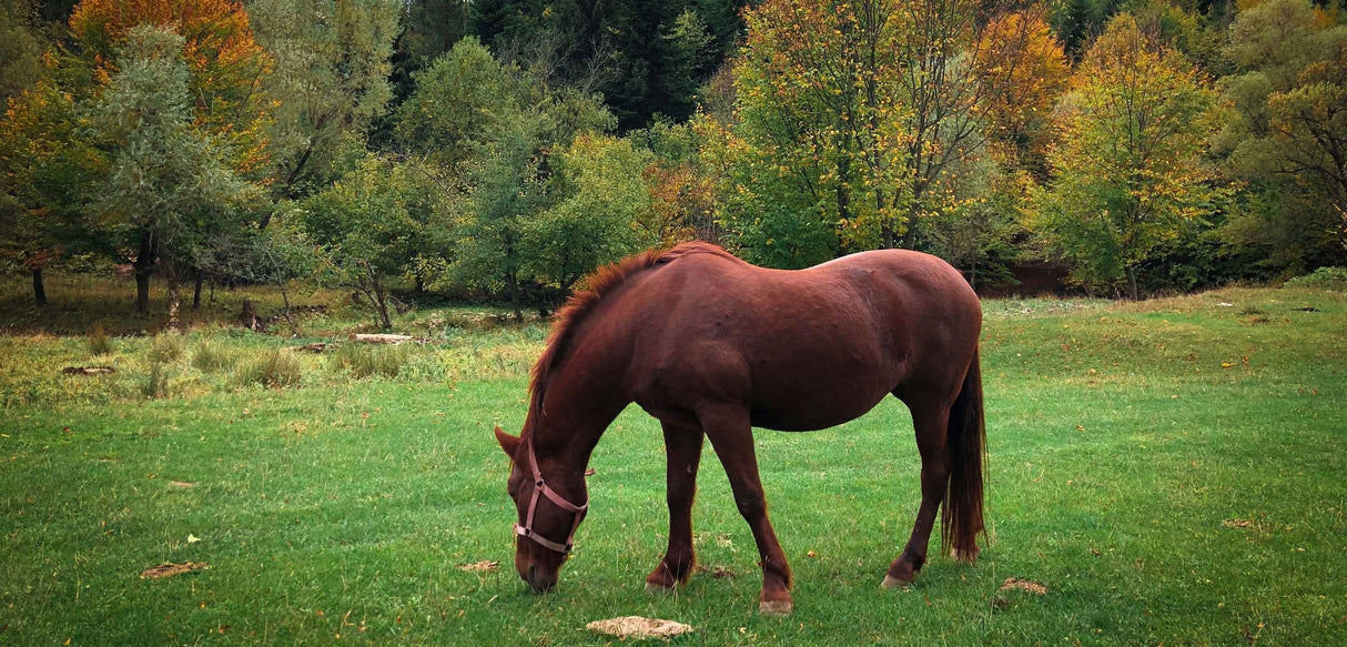 Premier Pacific Horse & Sheep Pasture Mix