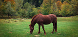 Purity Horse & Sheep Pasture Mix