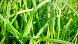 DLF AMBA Orchardgrass Seed - Winter Hardy Early Maturity | High Digestibility