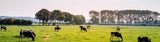 Irrigated Pasture Seed Mix - Premium 6-Species Blend | Endophyte-Free | 22.7 kg (50 lb)