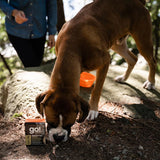 A happy dog enjoying Go! Solutions Sensitivities Limited Ingredient Grain Free Duck Recipe Dog Food outdoors of Kamloops, British Columbia