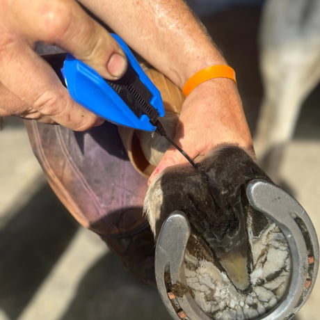 Grooms Hand Deep Thrush Gel being used on a horse's hoof outdoors in Kamloops British Columbia
