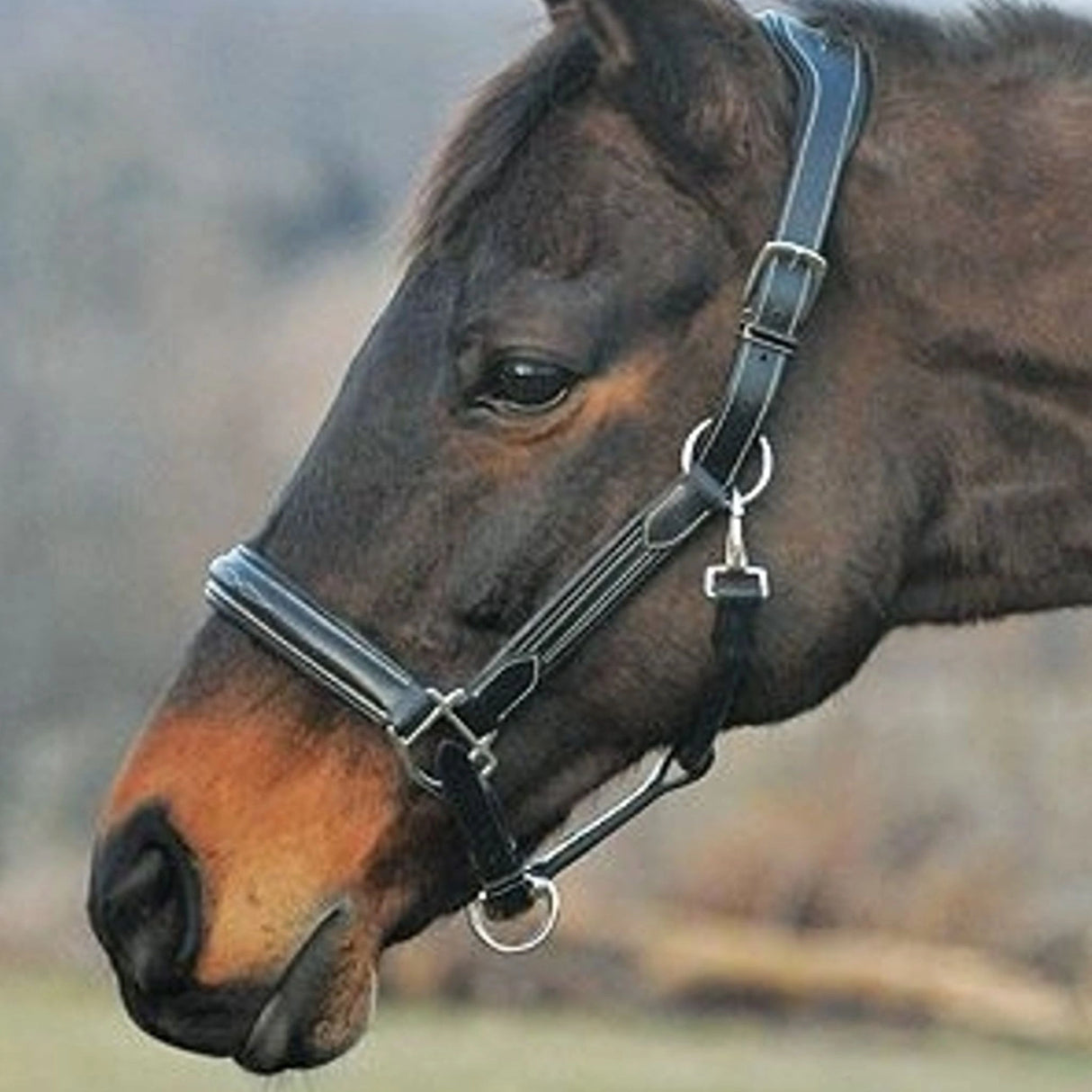 Henri de Rivel Fancy Stitch Horse Halter being used on a Horse in the outdoors of Kamloops, British Columbia