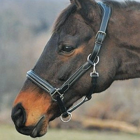 Henri de Rivel Fancy Stitch Horse Halter being used on a Horse in the outdoors of Kamloops, British Columbia