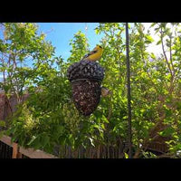 Perky Pet Acorn Shape Blackoil Sunflower Feeder 10072