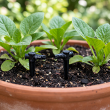 Close-up of Orbit Drip Emitter in Potted Plant