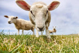 Canadian Agri-Blend Agri-Blok 10:6 Sheep Mineral Block | 2.5kg