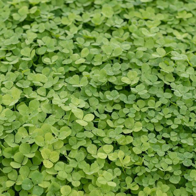 Micro Clover for Lawns