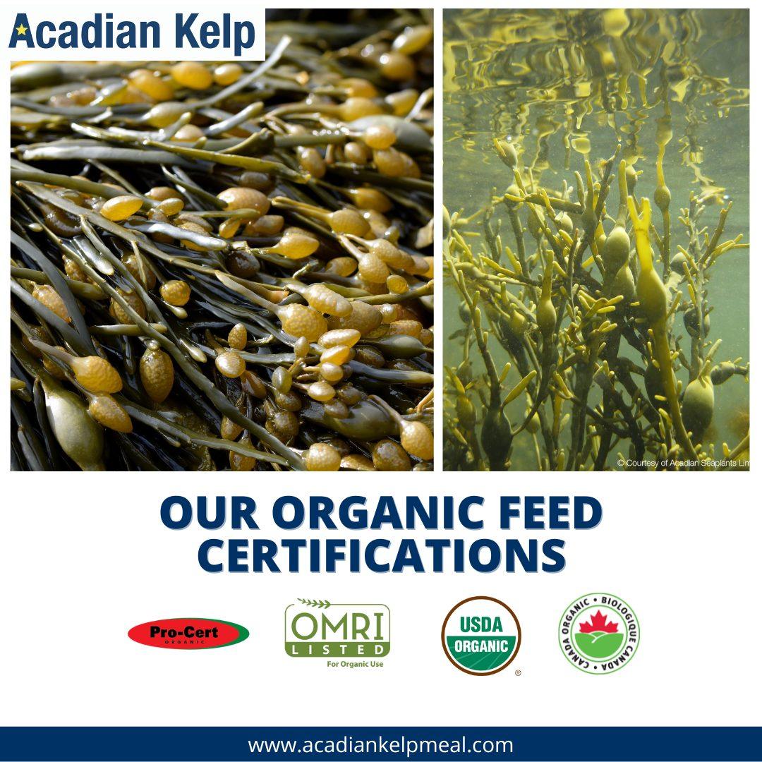 Acadian Kelp Meal 50lbs