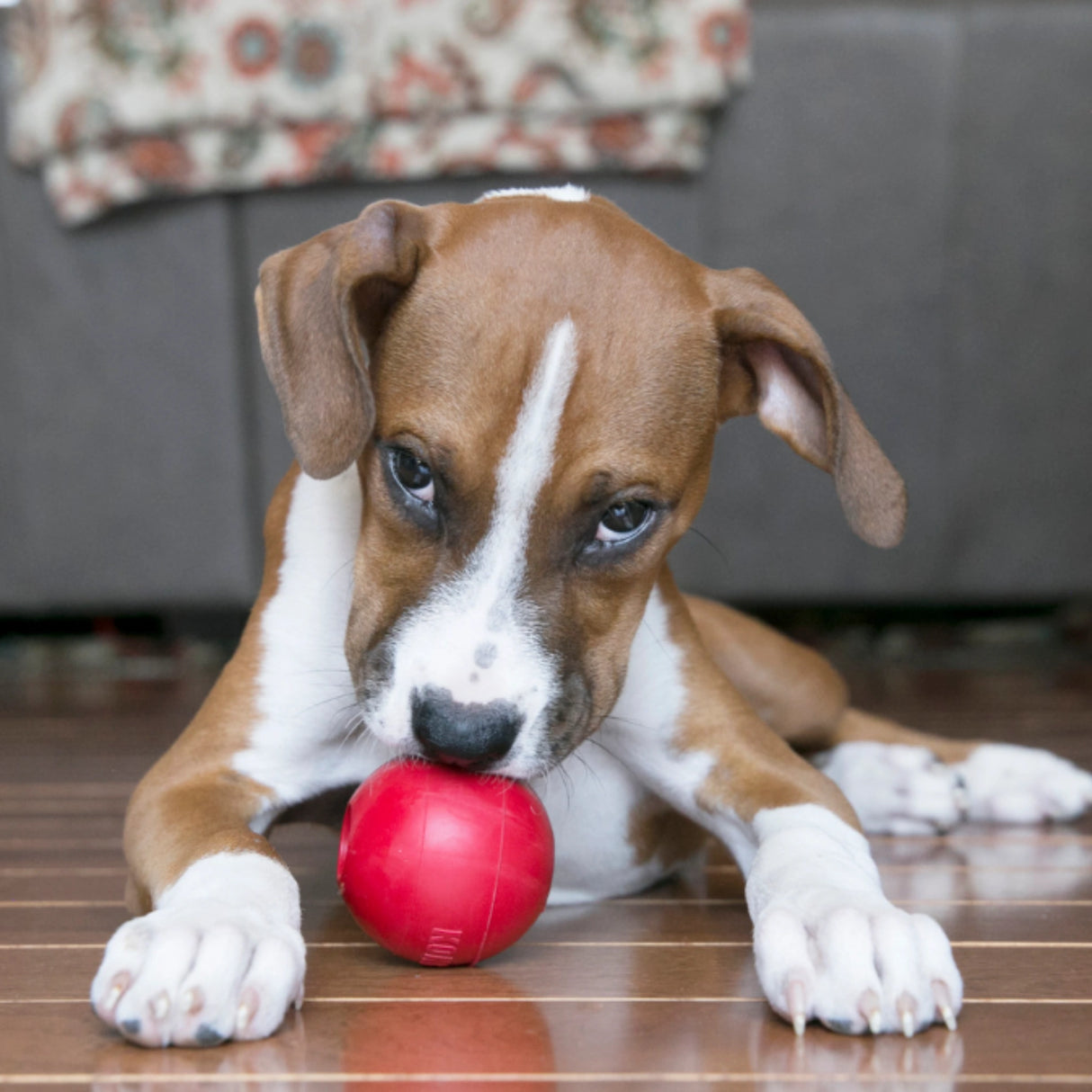 Kong Red Ball with Hole Large Rubber Dog Toy being played indoors by a puppy