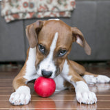 Kong Red Ball with Hole Large Rubber Dog Toy being played indoors by a puppy