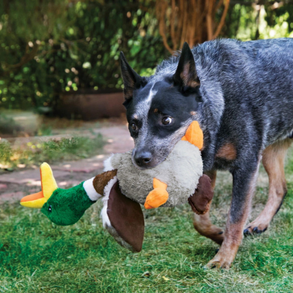 Kong Shakers Honkers Duck plush dog toy being played with a dog outdoors in Kamloops, British Columbia