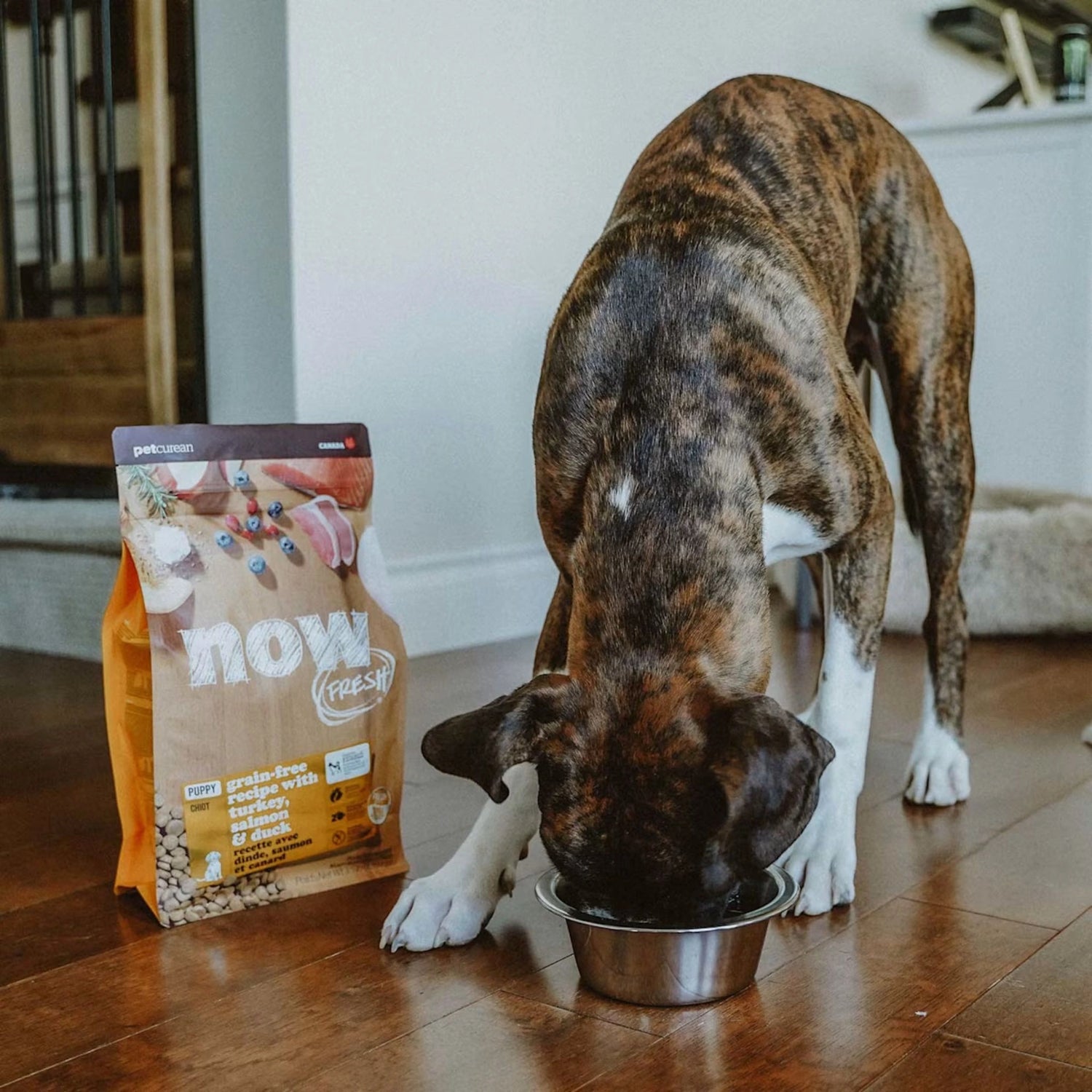 Now Fresh Grain Free Puppy Recipe Turkey, Salmon and Duck Dog