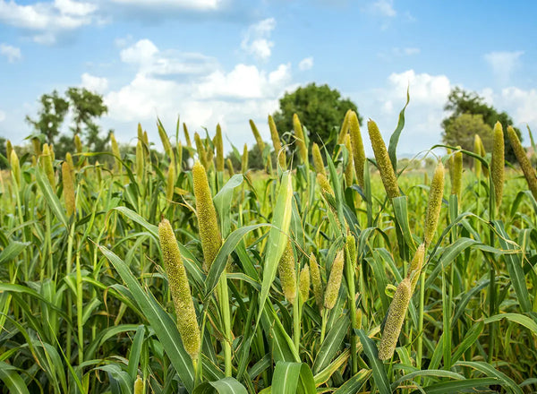 Pearl Millet Seed 22.7kg (50 lbs) - Cover Crop & Forage for Regenerative Agriculture