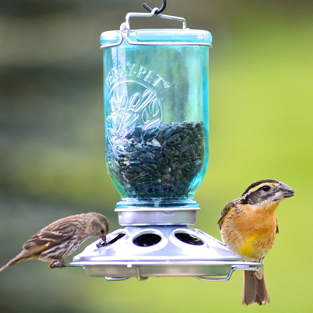 Perky-Pet Bird Feeder installed outdoor garden setting in Kamloops, British Columbia with birds feeding