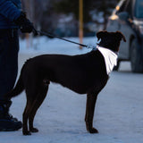 A dog wearing RC Pets Halo Reflective Silver dog bandana in Kamloops, British Columbia
