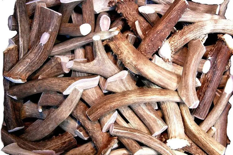 Natural Shed Antler Chunks | Moose, Deer & Elk | Approx. 1 lb