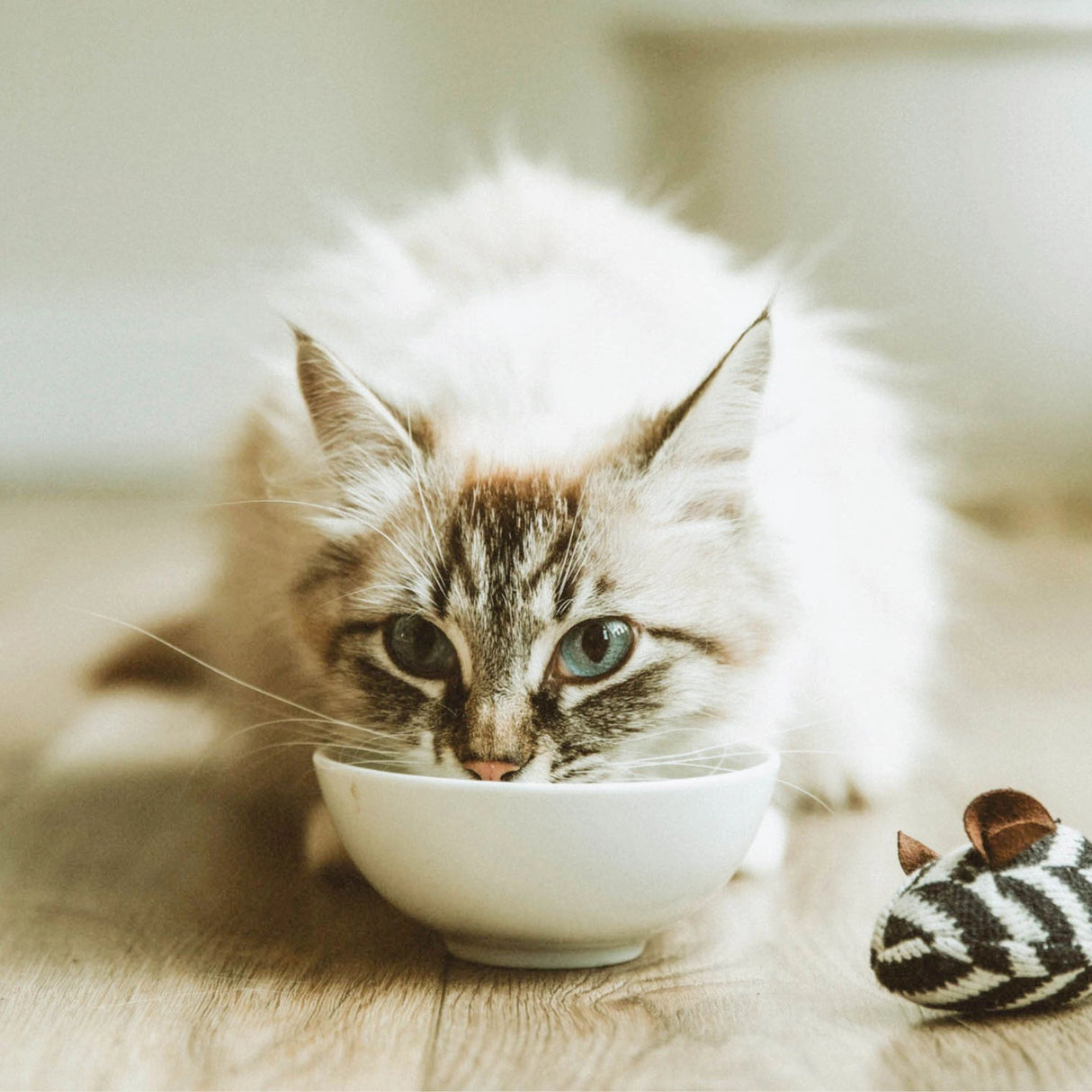 A cat in Kamloops, British Columbia, enjoying Summit Chicken Meal + Turkey Meal cat food