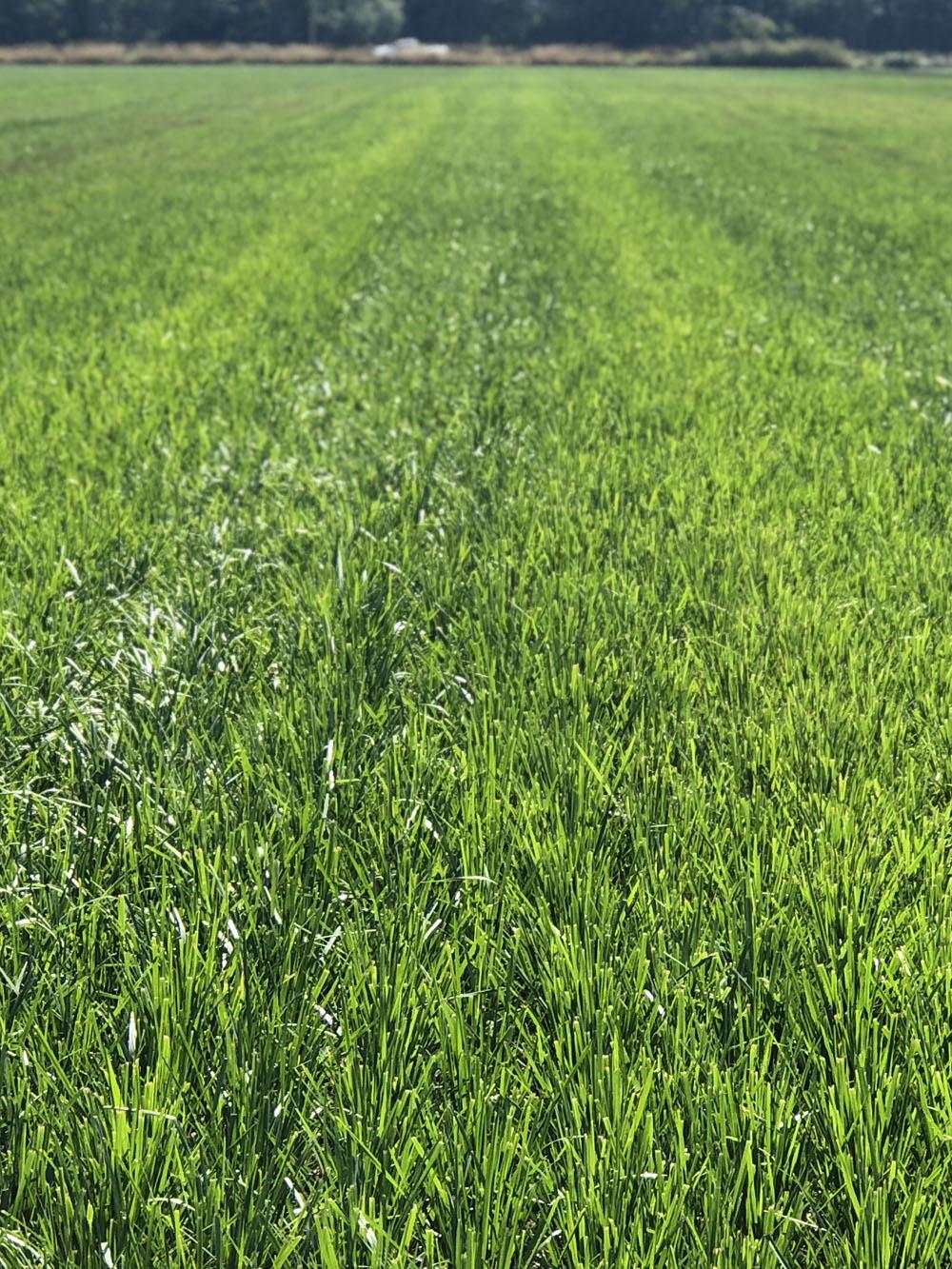 Tall Fescue Seed | Endophyte Free | Forage Variety | Kora Tall Fescue | 50 Lbs.