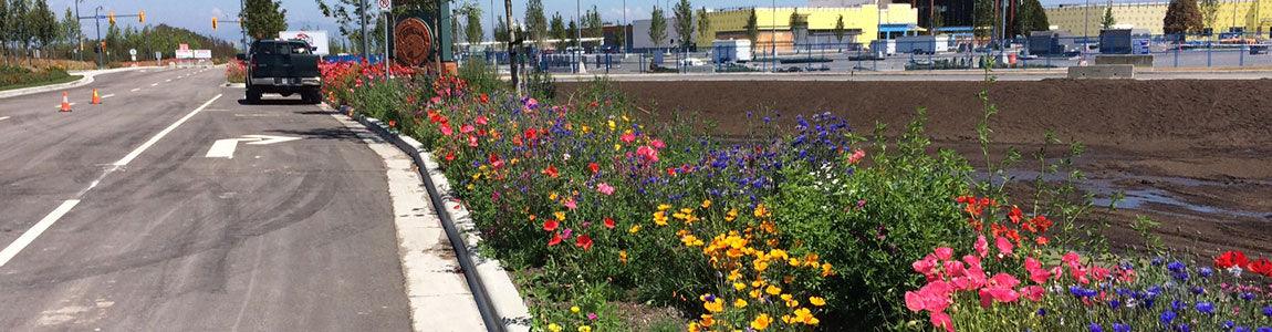 Interior Wildflower Seed Mix